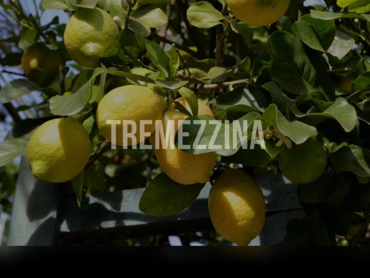 Apartament Il Nido Nella Quiete Tremezzo Zewnętrze zdjęcie